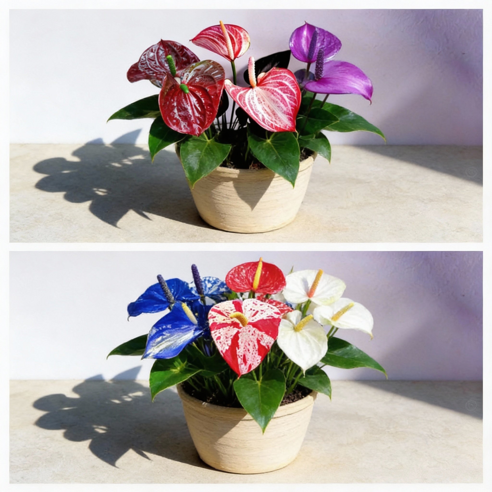 Non-GMO Anthurium flower seeds