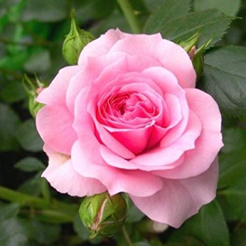 Romantic Light Pink Rose seeds for planting