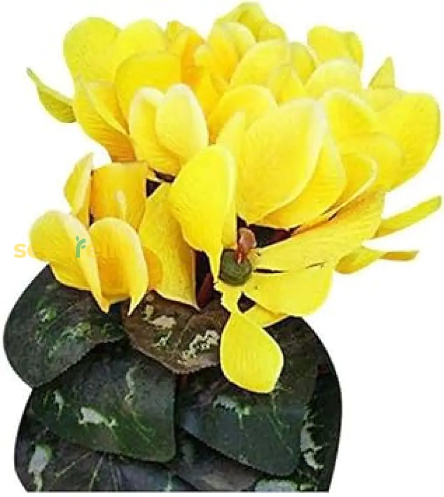 Light yellow cyclamen garden seeds for home planting