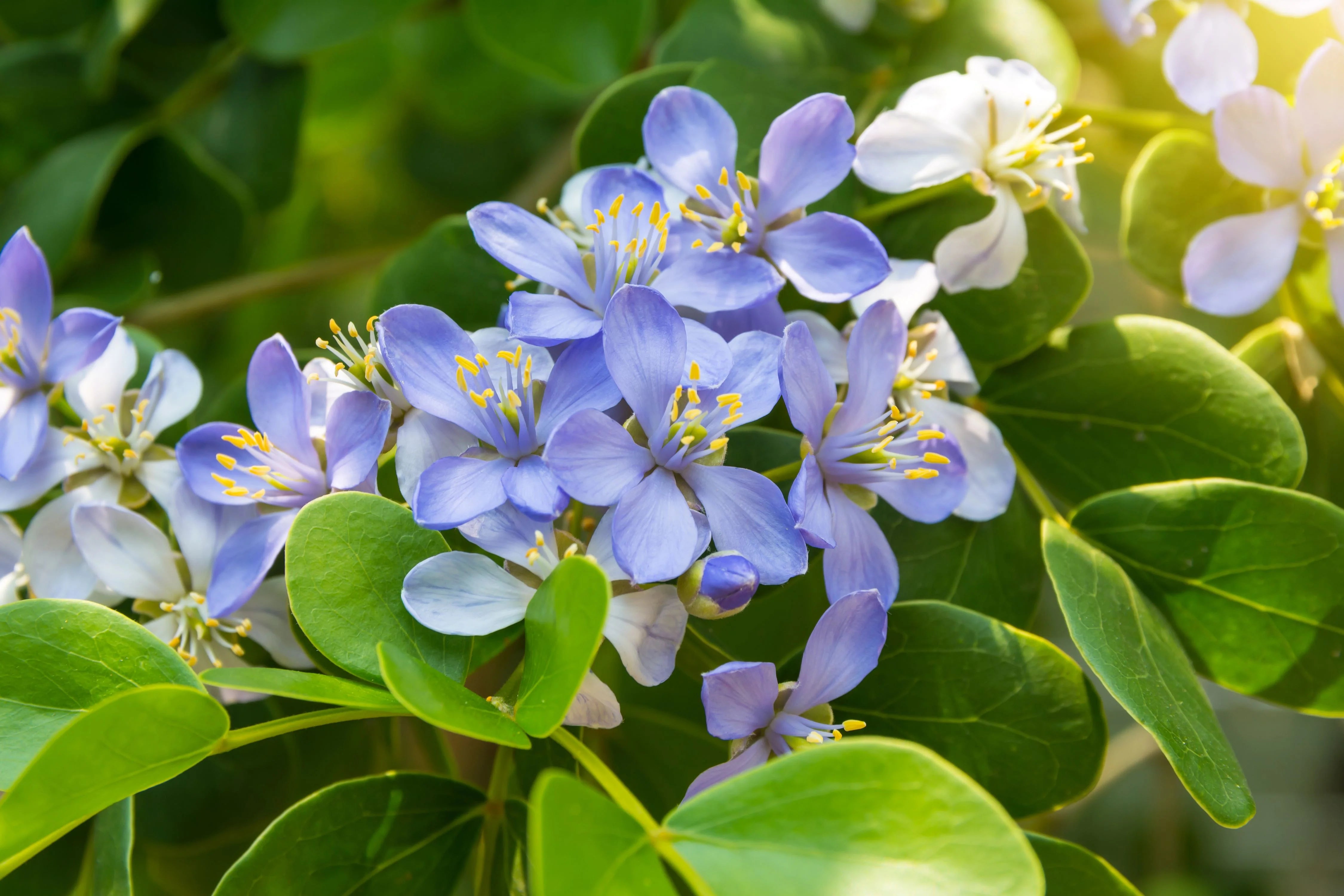 Blue Lignum Vitae flowering seeds for gardens