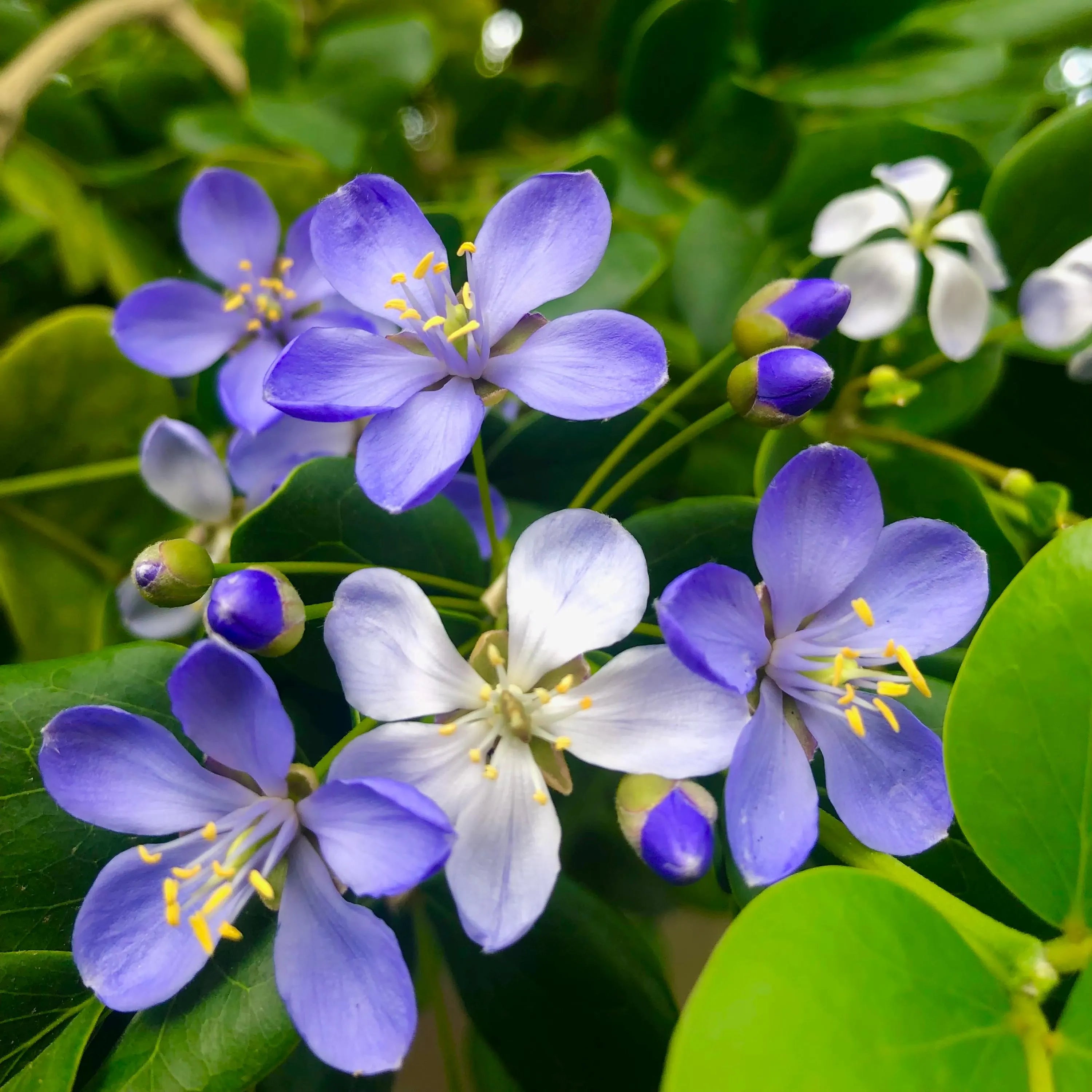 Non GMO blue Lignum Vitae seeds