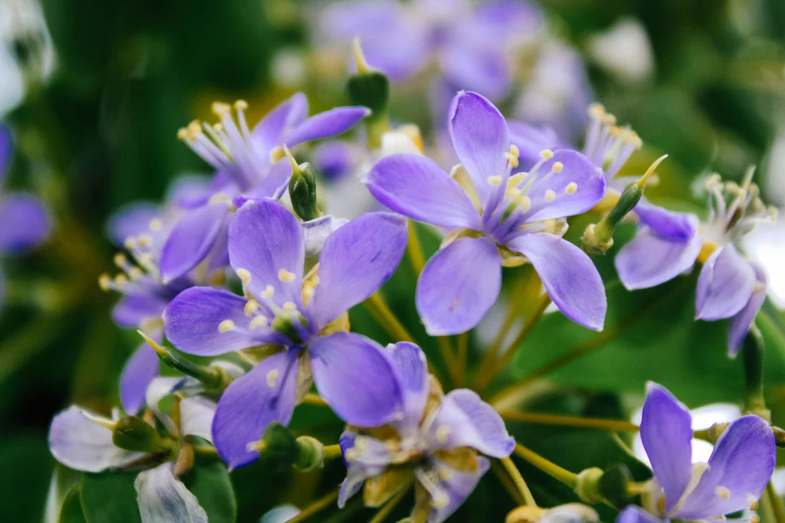Ornamental blue Lignum Vitae seeds for landscapes