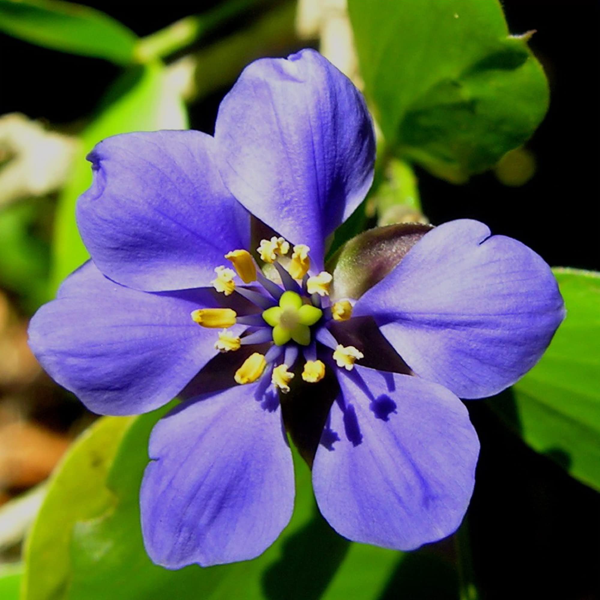 Blue Lignum Vitae seeds for planting