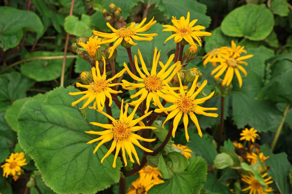 Ligularia Dentata Flower seeds for Planting Shade Tolerant Heirloom & GMO Free Seeds for Home Garden 
 
 Sale for planting in home garden