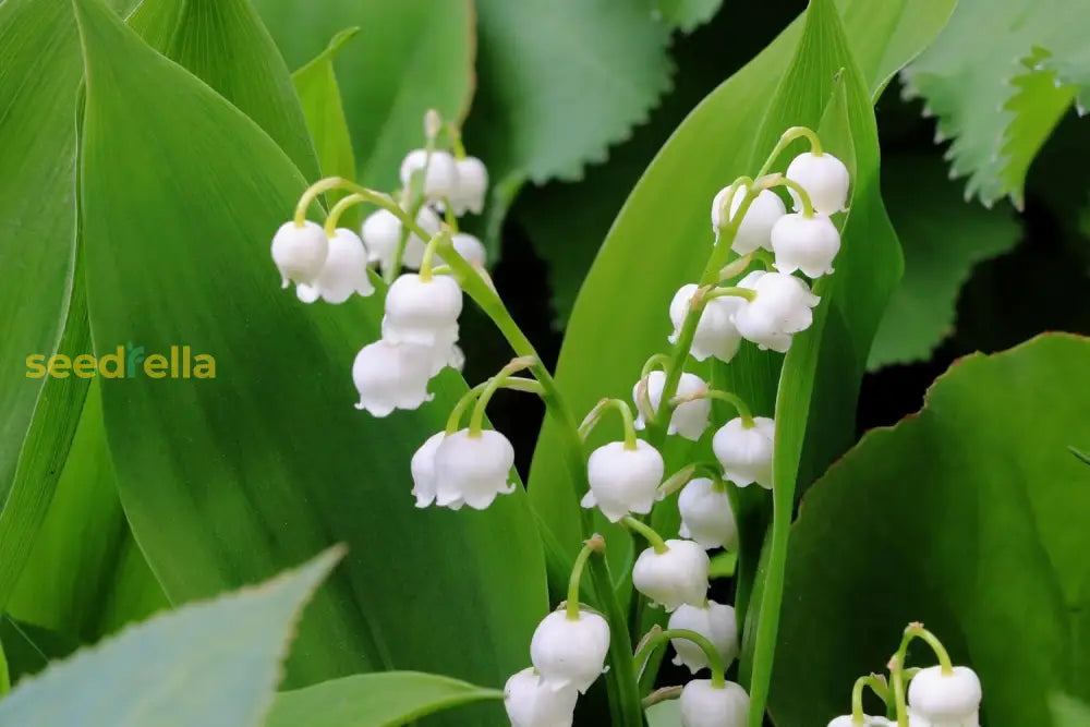 Fragrant Lily of the Valley flowers in bloom