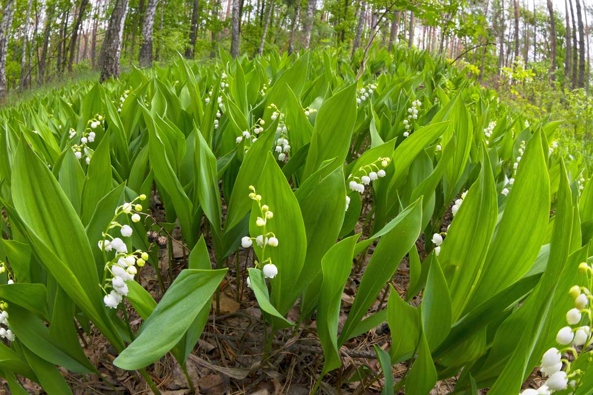 Non-GMO Lily of the Valley seeds