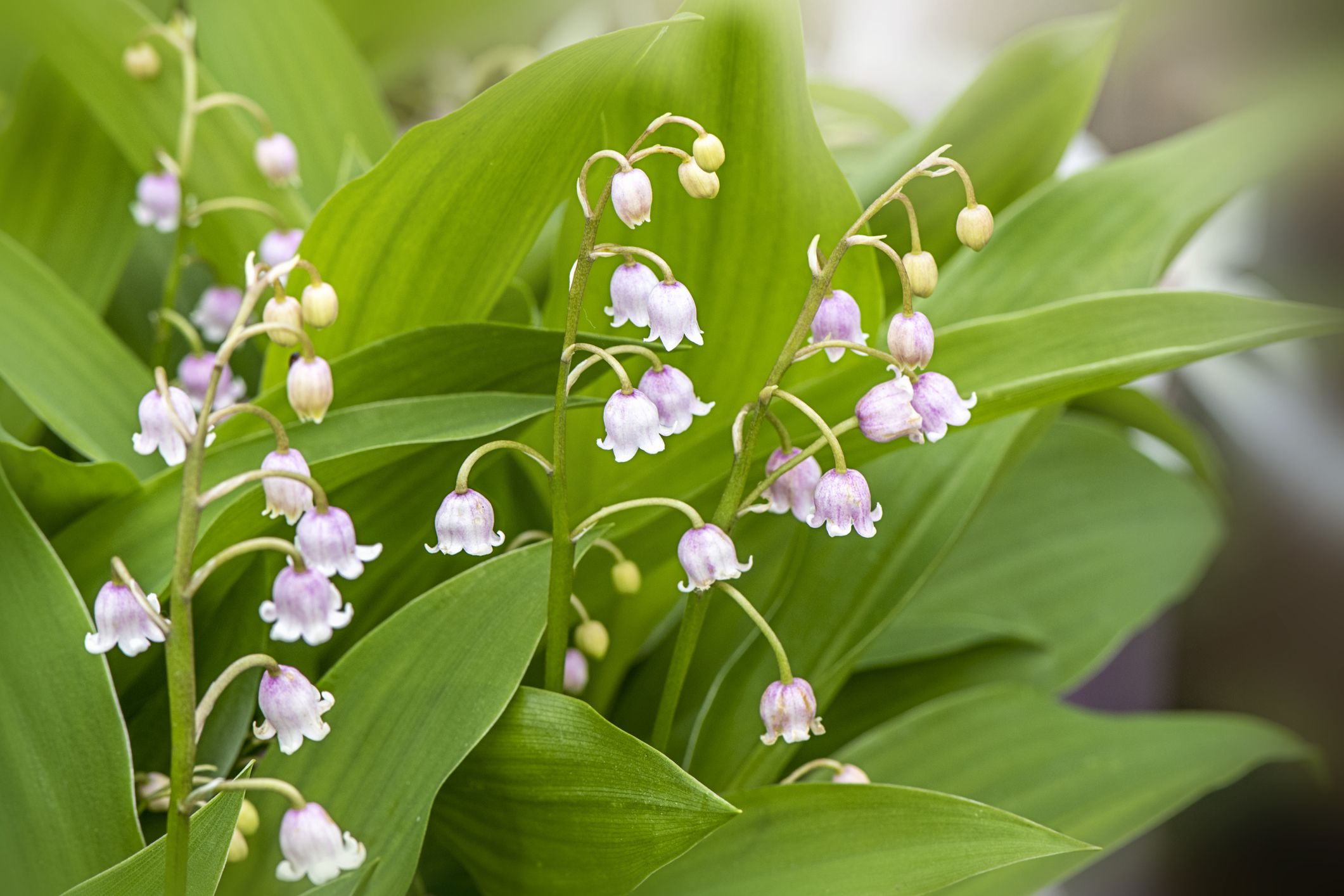 Ornamental Lily of the Valley plants in garden