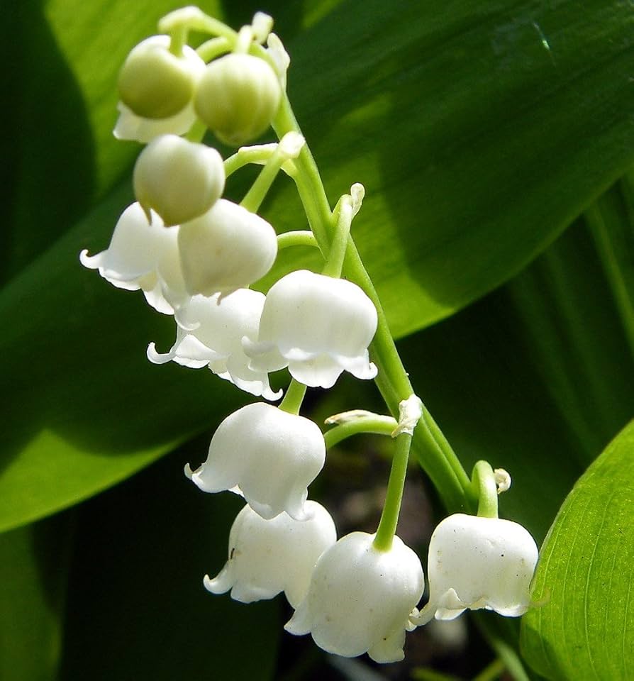 Lily of the Valley flower seeds for planting