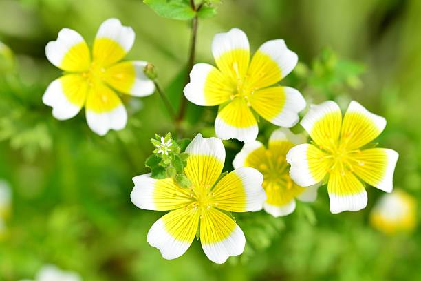 Non GMO Limnanthes Douglasii flower seeds