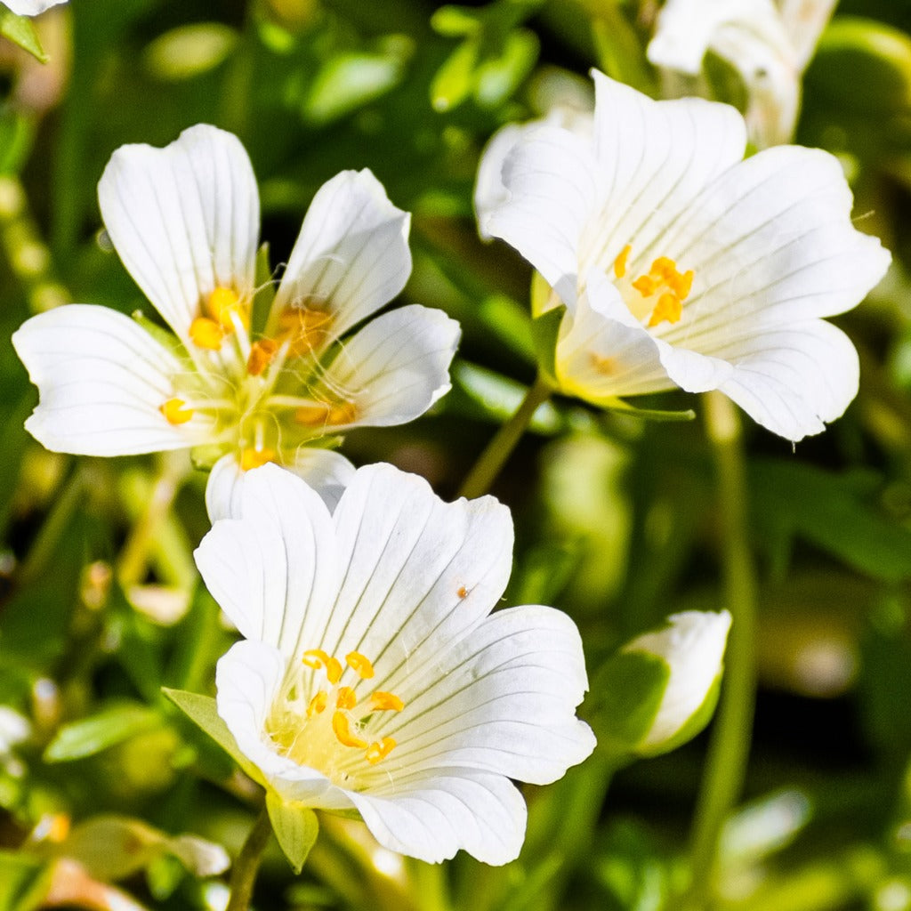 Ornamental Limnanthes Douglasii for gardens