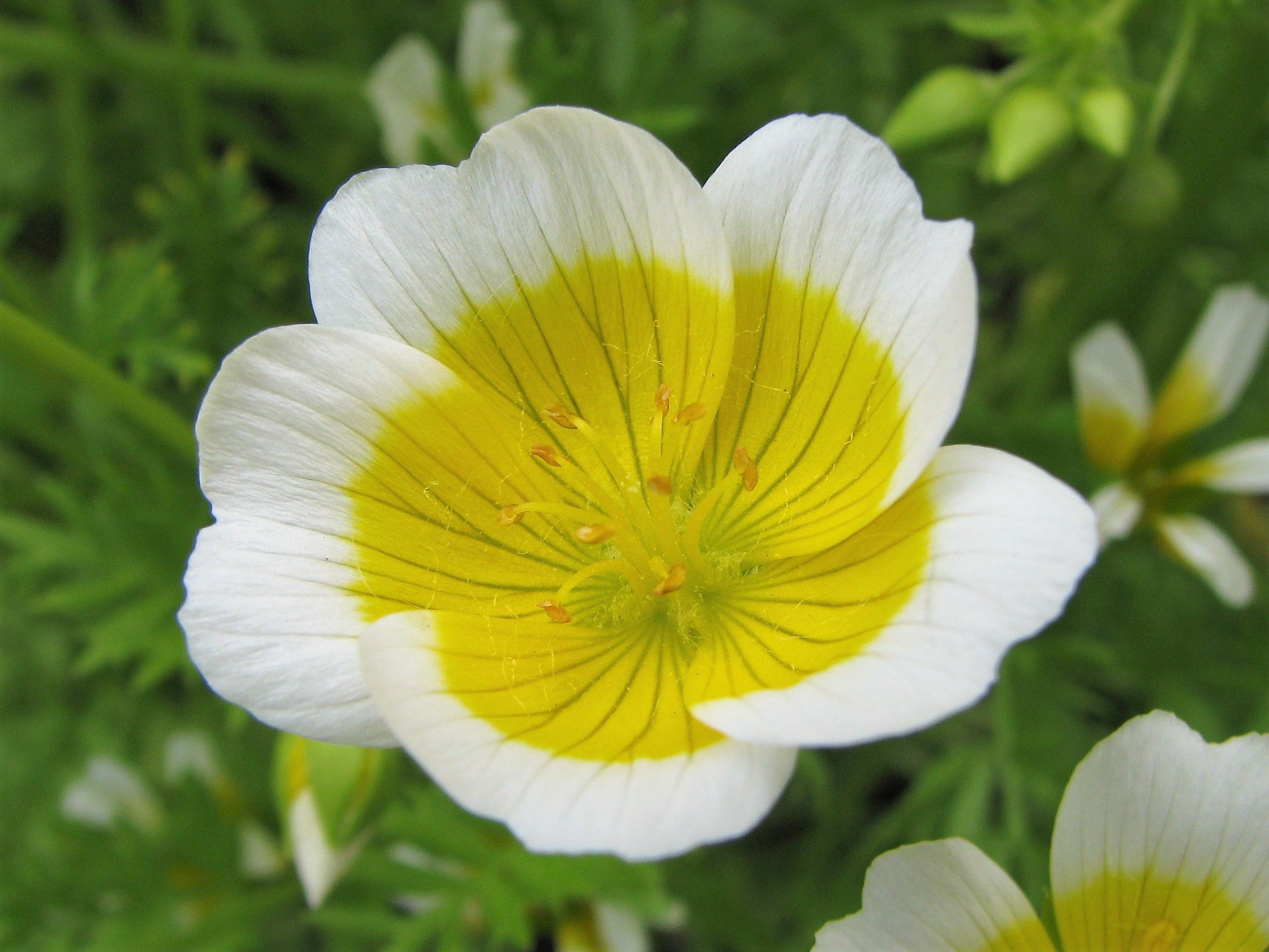 Limnanthes Douglasii Flower seeds for planting