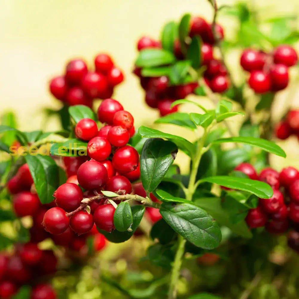 Plant Lingonberry Bush Seeds for a sweet and tart fruit harvest.