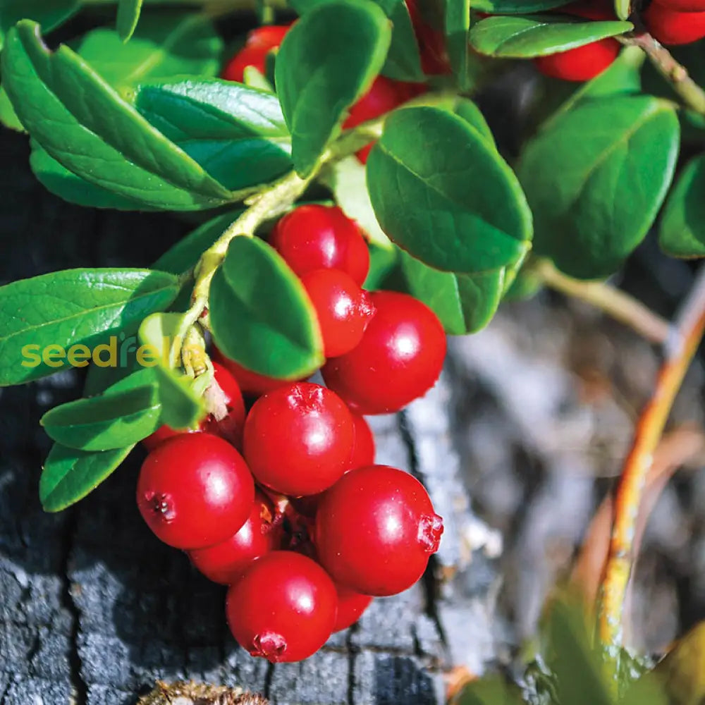 Lingonberry Seeds for planting and growing fresh, tart berries at home.