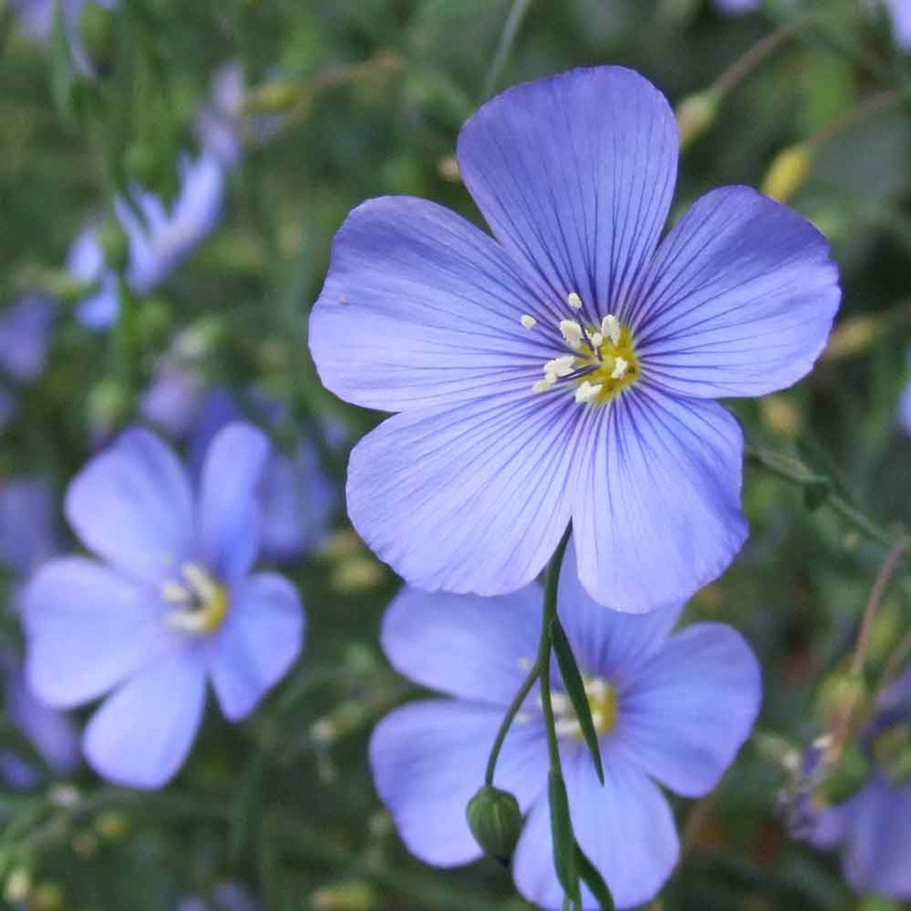 Linum Lewisii blue flower seeds for planting