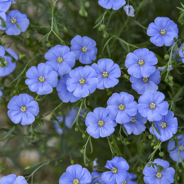 Non GMO blue Linum Lewisii seeds