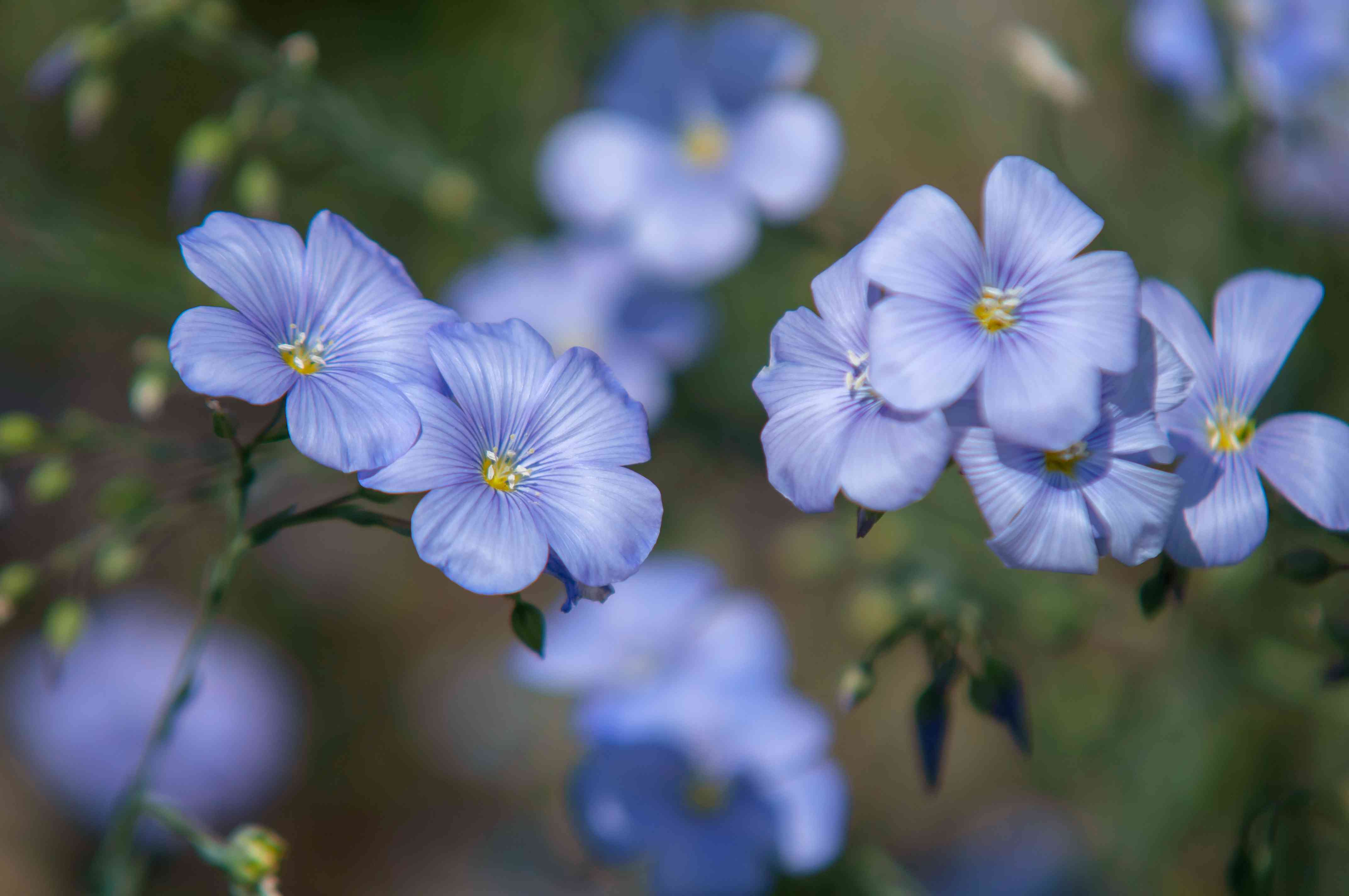 Ornamental Blue Linum seeds for landscapes