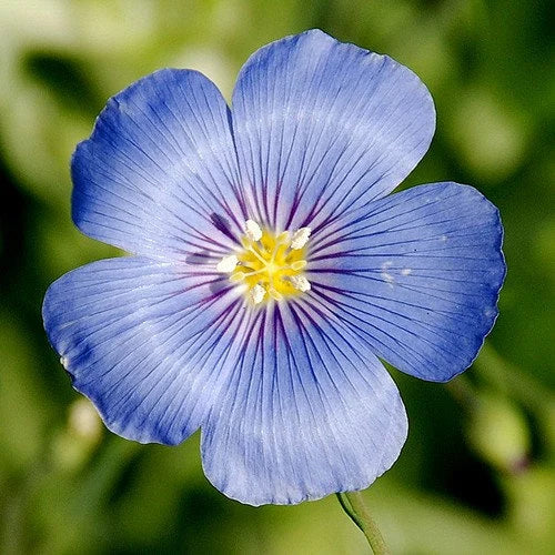 Blue Linum seeds for planting