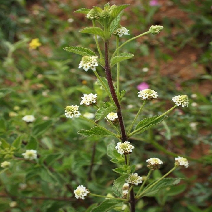 Green Lippia Javanica Planting Seeds For Perennial Gardens