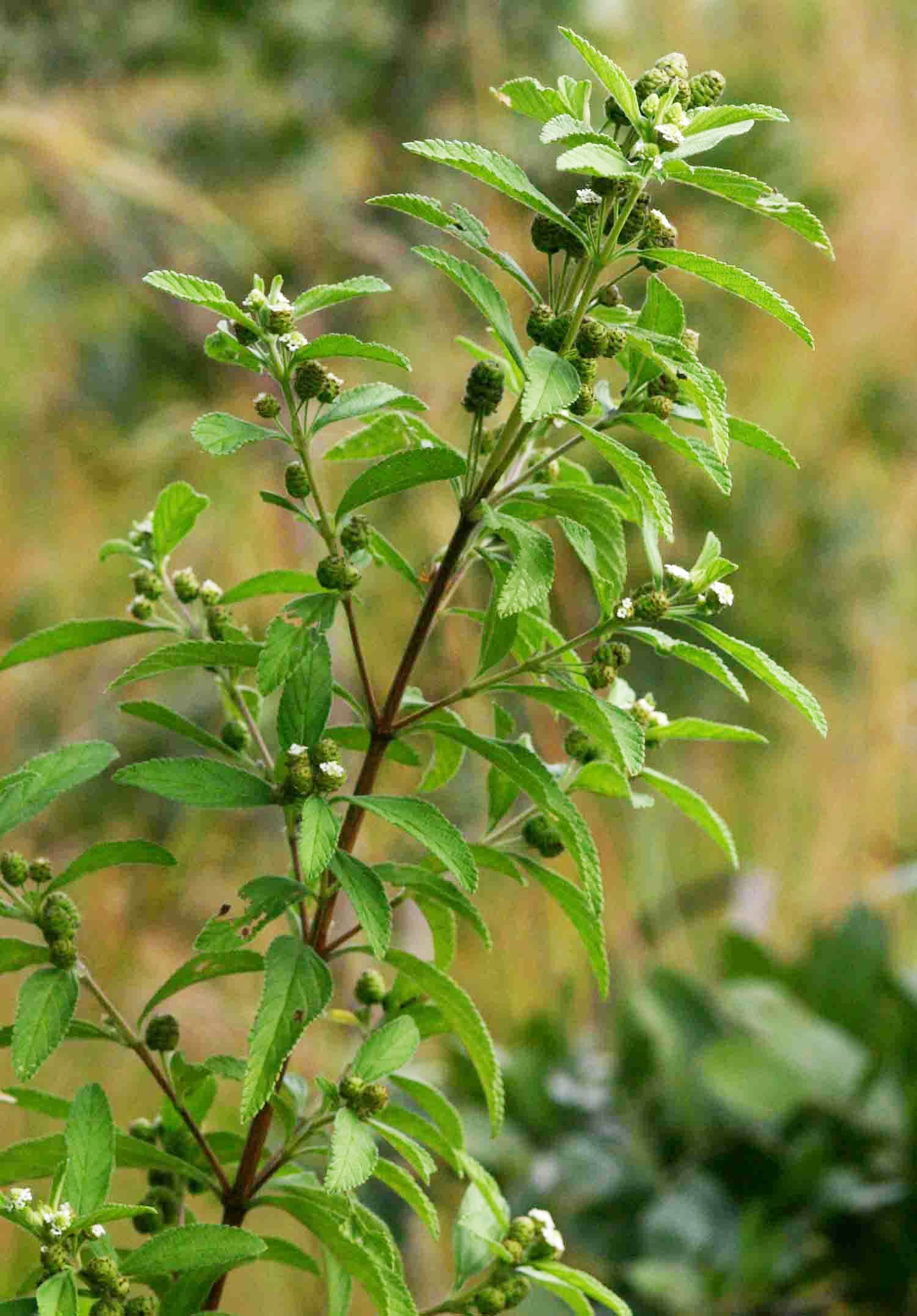 Green Lippia Javanica Planting Seeds For Perennial Gardens