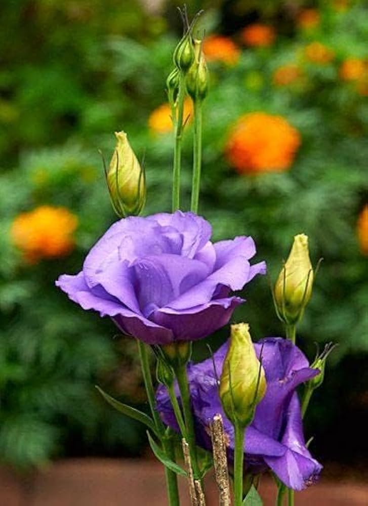 Non GMO Lisianthus Logro seeds