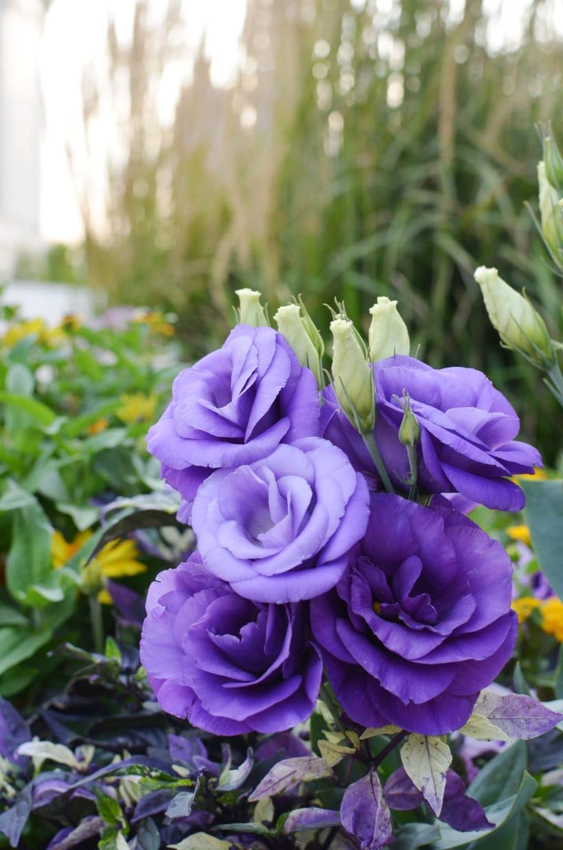 Ornamental Lisianthus Logro flowering plant