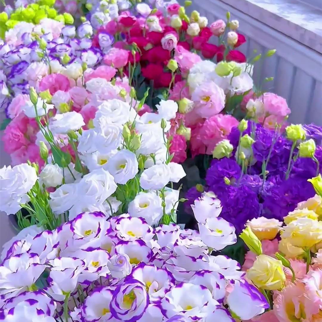 Non-GMO Lisianthus flower seeds