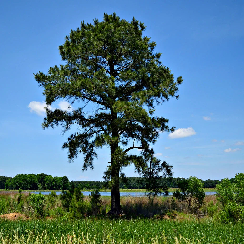 Loblolly Pine Tree Seeds For Majestic Growth And Easy Planting Plant Seeds