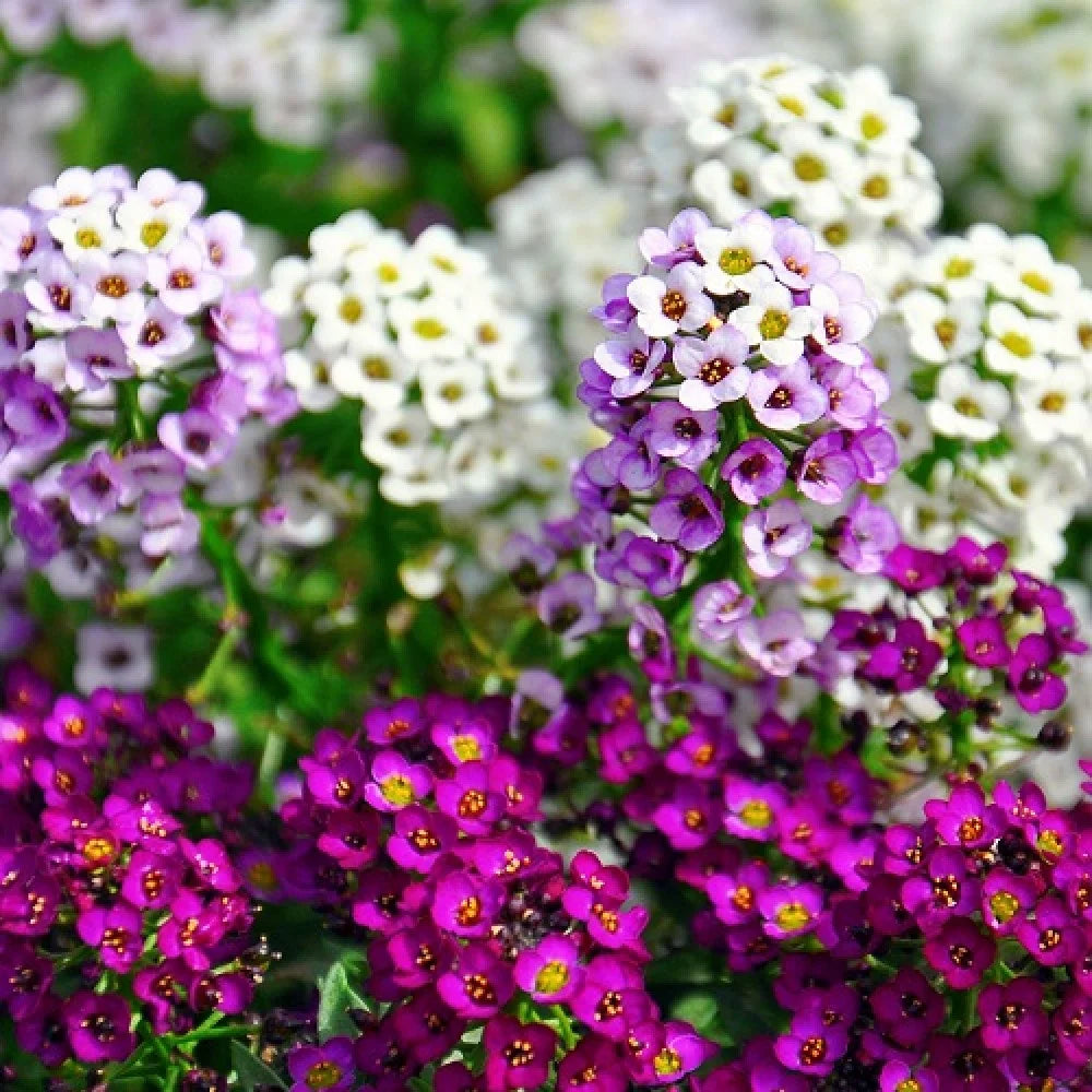 Non GMO pink Lobularia seeds