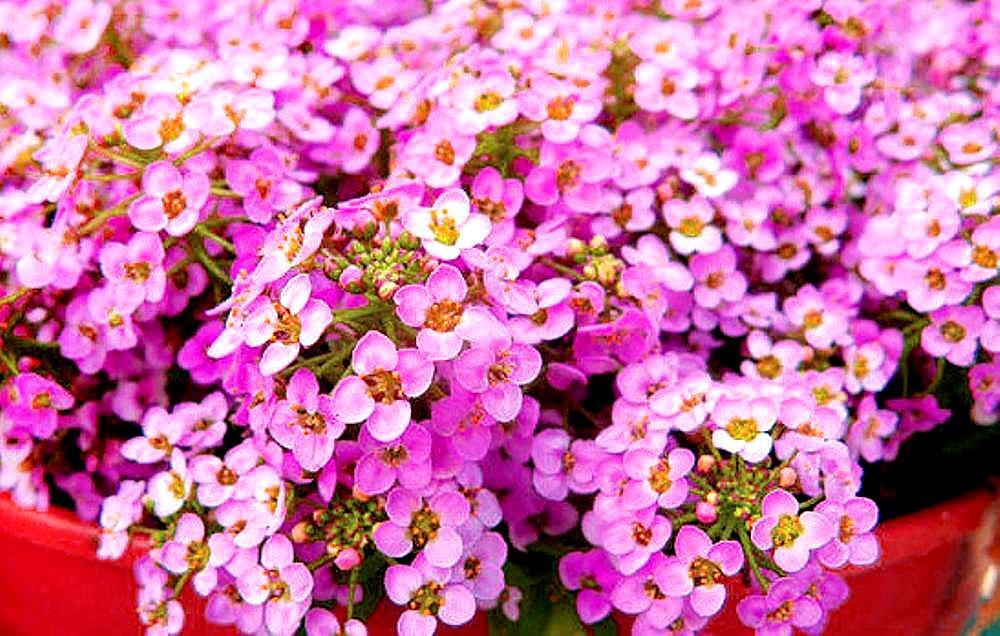 Pink Lobularia flowering seeds for gardens