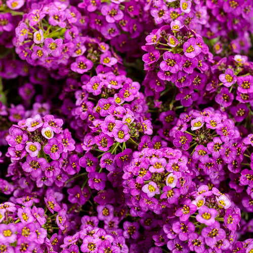 Pink Lobularia seeds for planting
