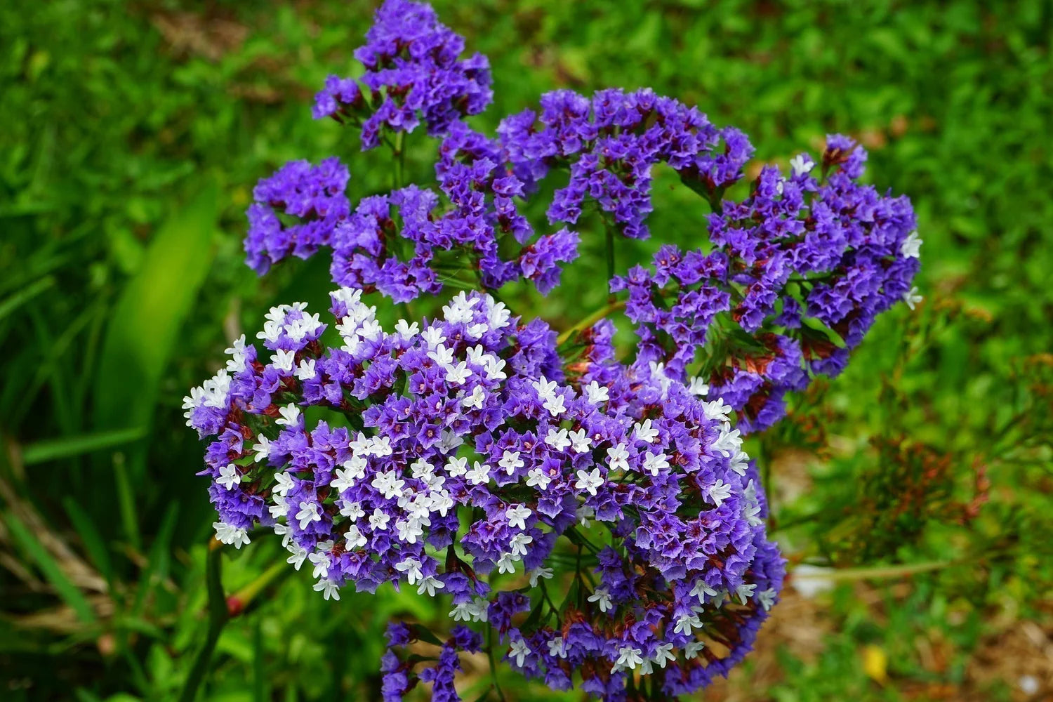 Long-Lasting Blue Statice Blooms
