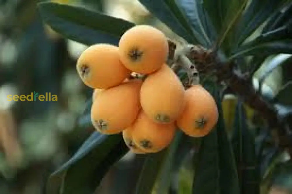 High-quality Loquat Seeds Ready for Planting