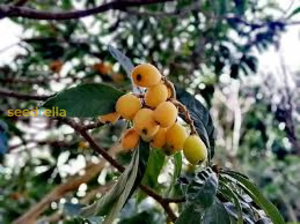 Mature Loquat Tree with Abundant Fruit