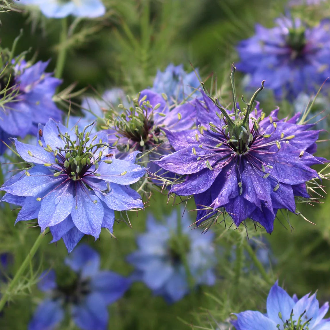 Mixed Nigella Damascena Seeds  Easy to Grow Flower Seeds