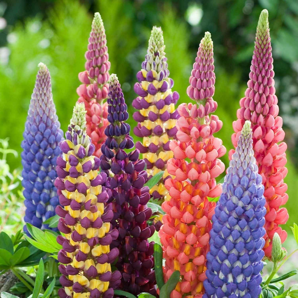 Lupins Flower seeds for Planting Compact Growth Heirloom & GMO Free Seeds for Home Garden 
 
 Sale for planting in home garden