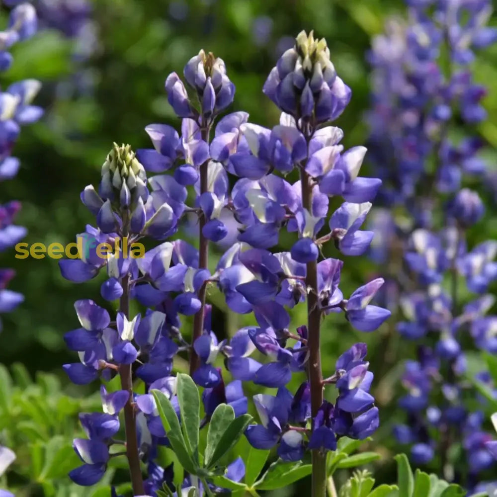 Non GMO Russell lupine seeds