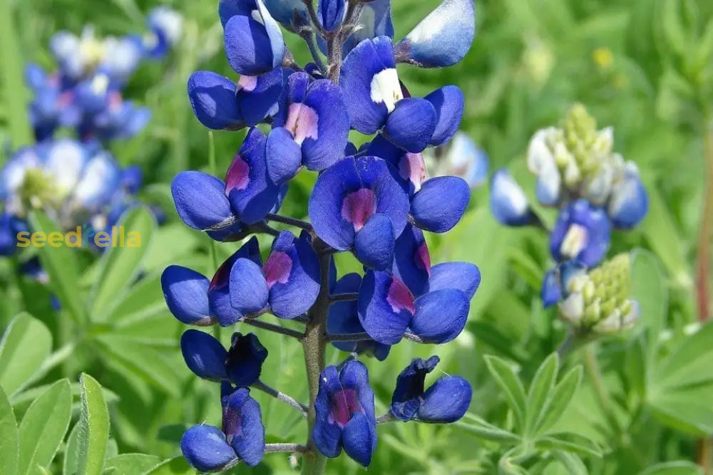 Russell lupine flowering seeds for gardens