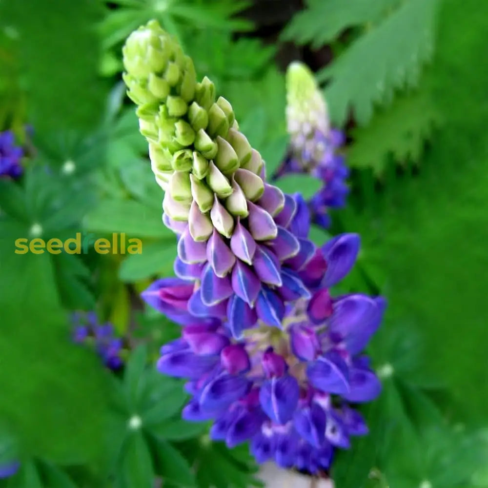 Russell lupine seeds collection for planting