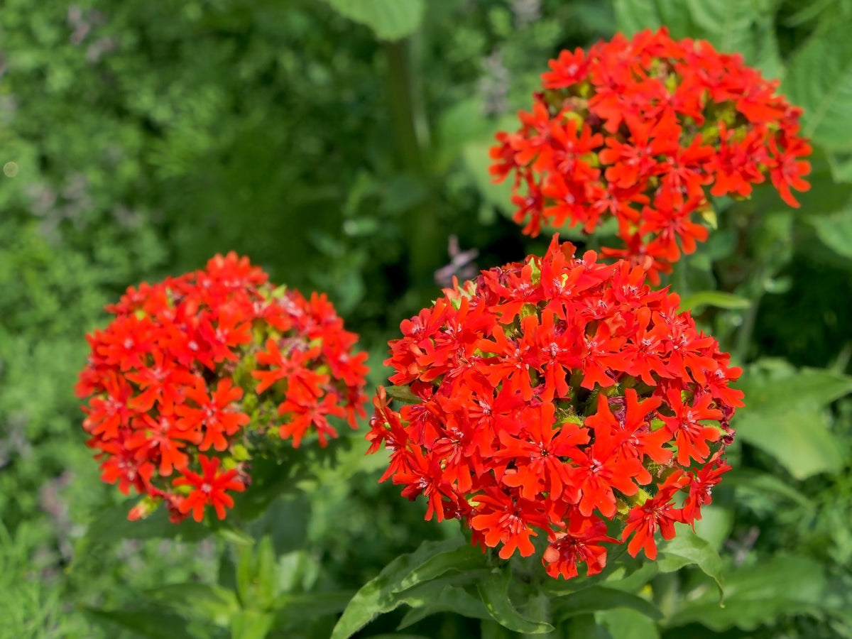 Lychnis Chalcedonica Flower seeds for Planting Colorful Display Heirloom & GMO Free Seeds for Home Garden 
 
 Sale seeds for home garden planting