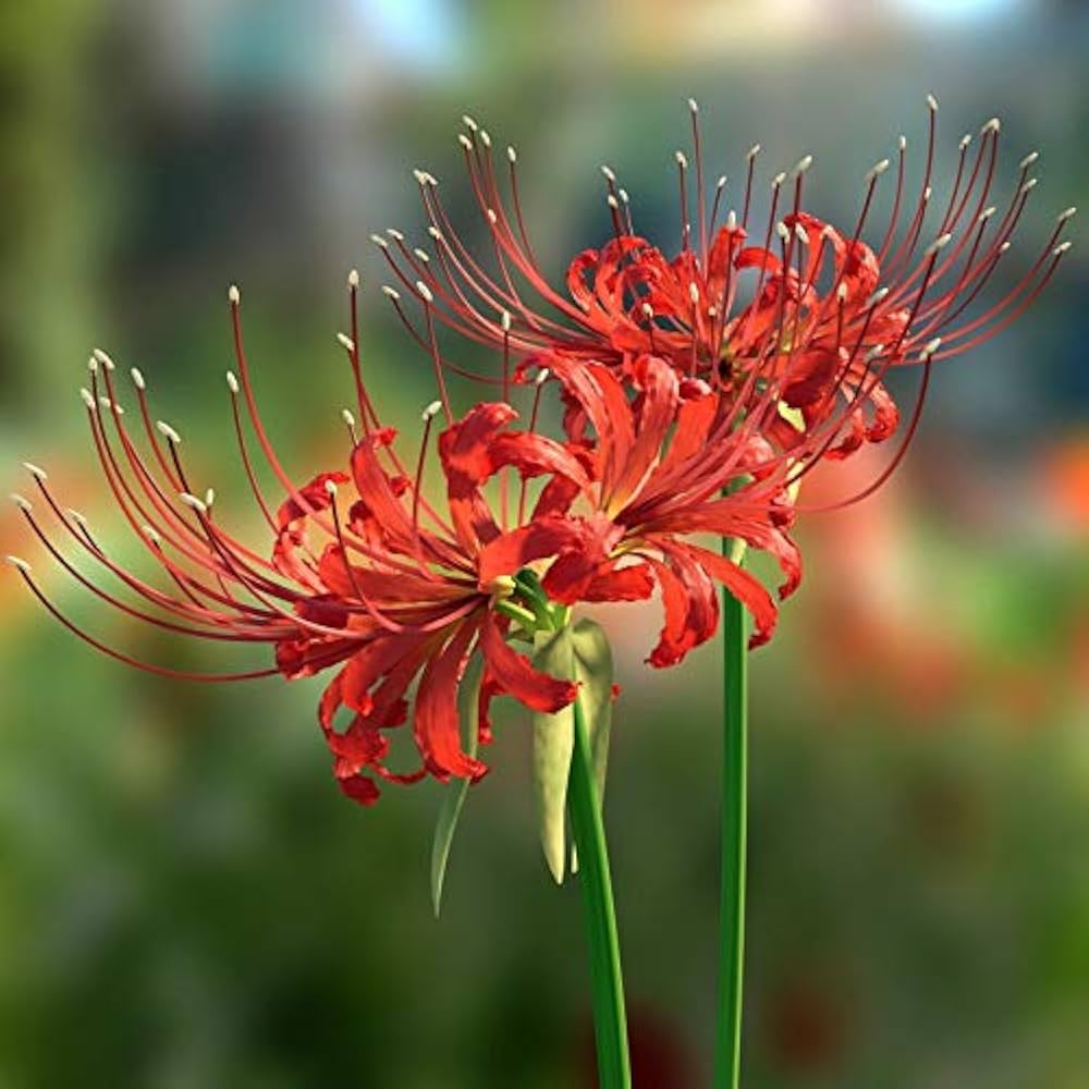 Non-GMO Lycoris radiata seeds