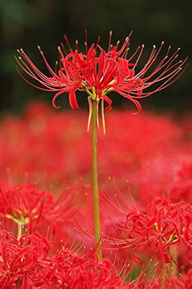 Japanese Red Spider Lily blooms