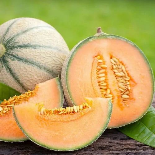 Cantaloupe Melon Fruit Seeds For Planting Mixed - Perfect Diverse And Delicious Gardens