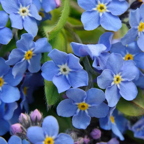 Planting Alpine Vergissmeinnicht Flower Seeds