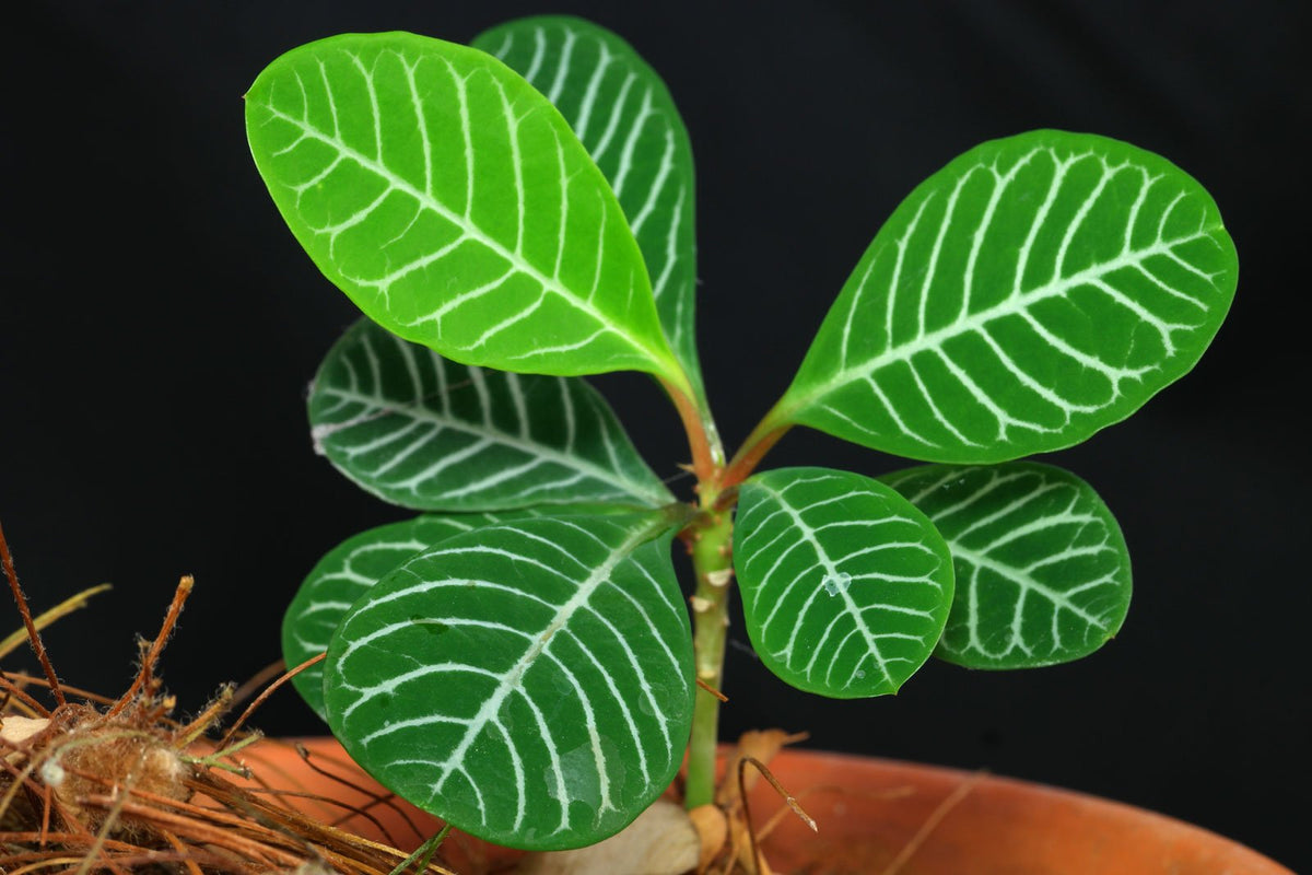 Euphorbia Leuconeura Flower seeds for Planting Wildflower Mix Heirloom & GMO Free Seeds for Home Garden 
 
 Sale seeds for home garden planting