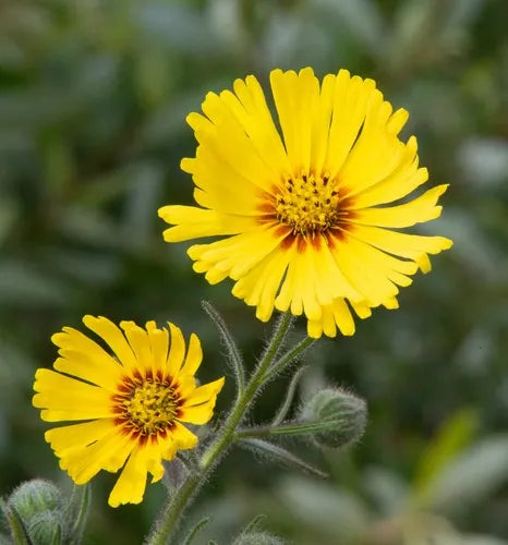 Non GMO Yellow Madia Elegans seeds