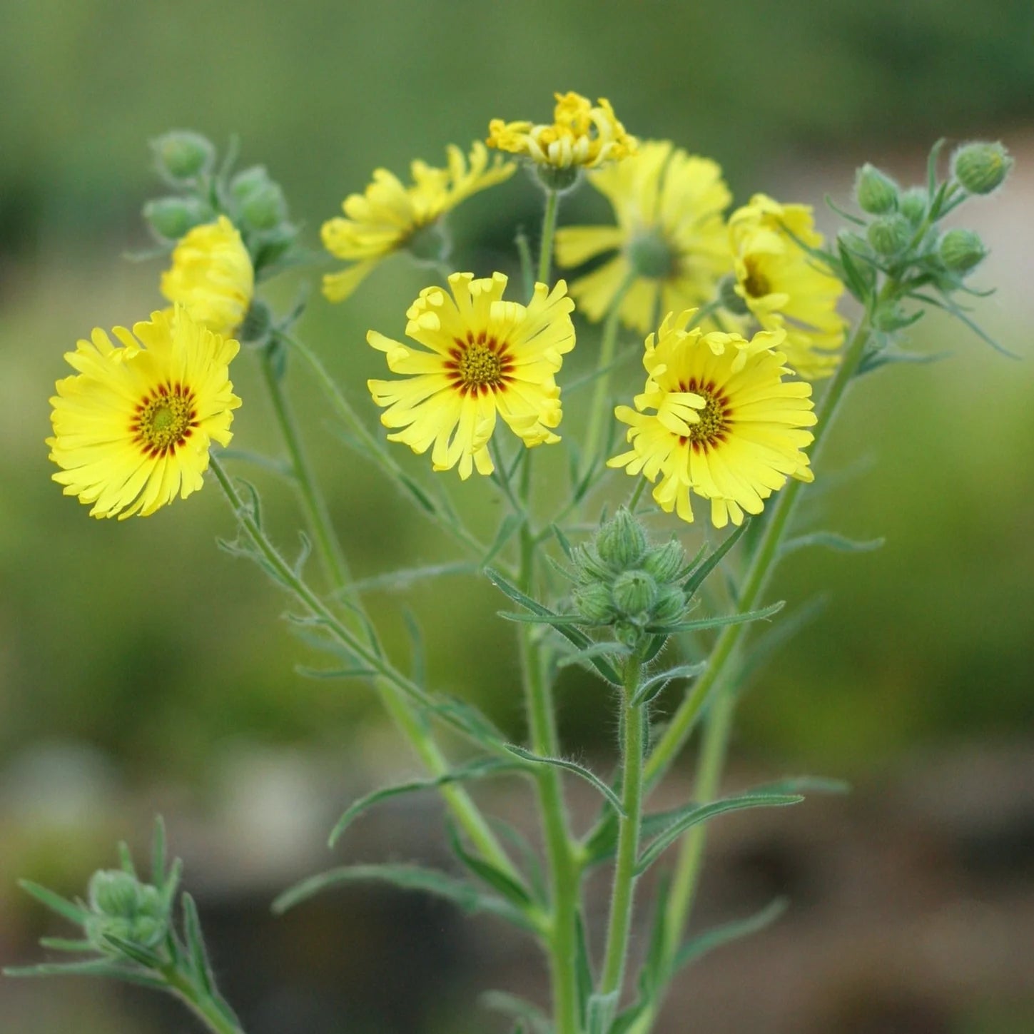 Ornamental Yellow Madia Elegans seeds for landscapes