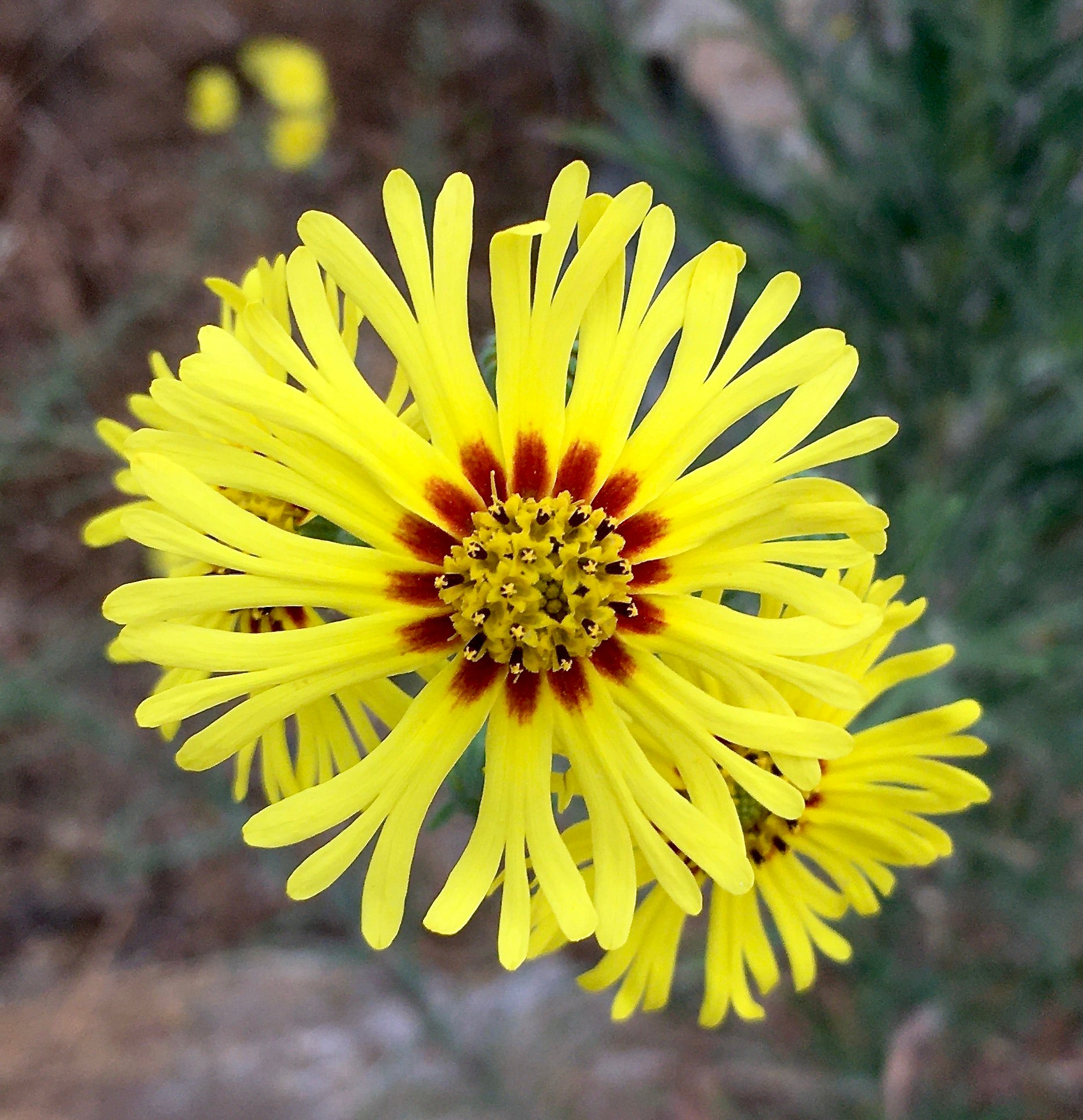 Yellow Madia Elegans flowering seeds for gardens