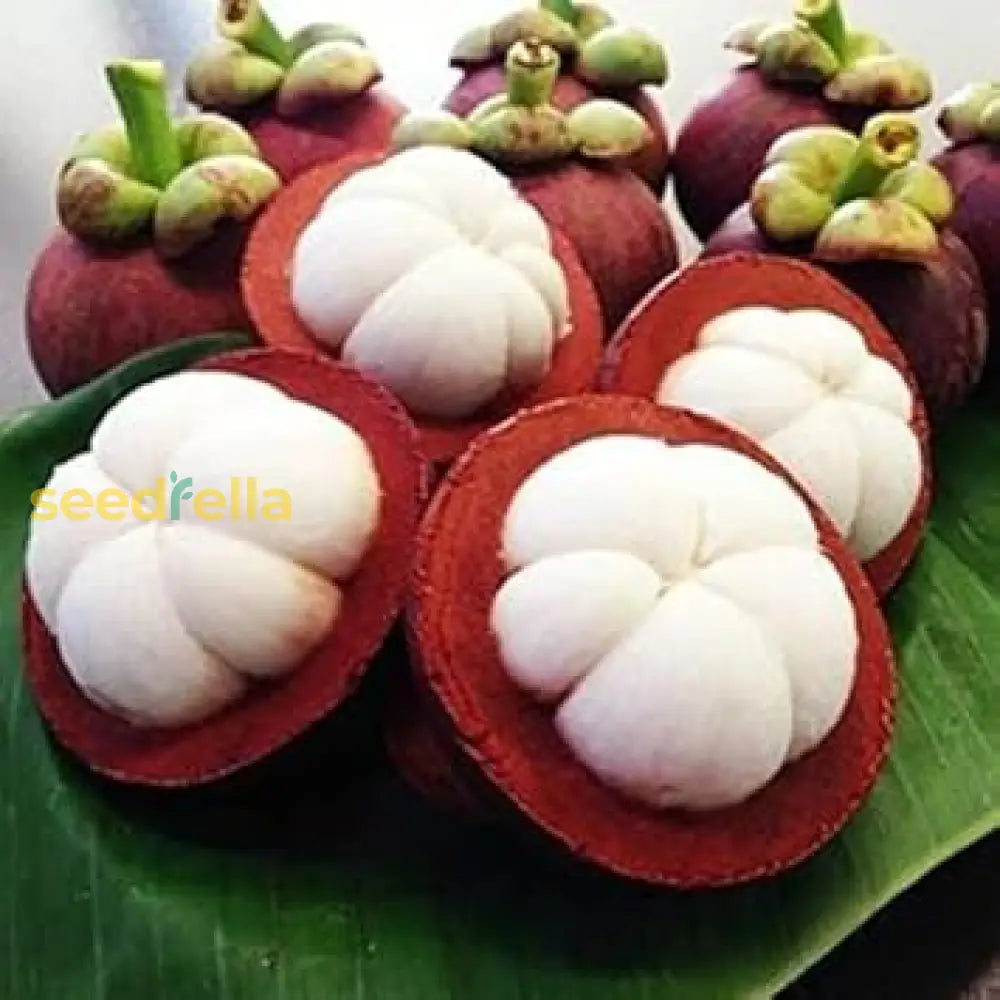 Mangostan Seeds for planting and growing delicious, exotic fruit.