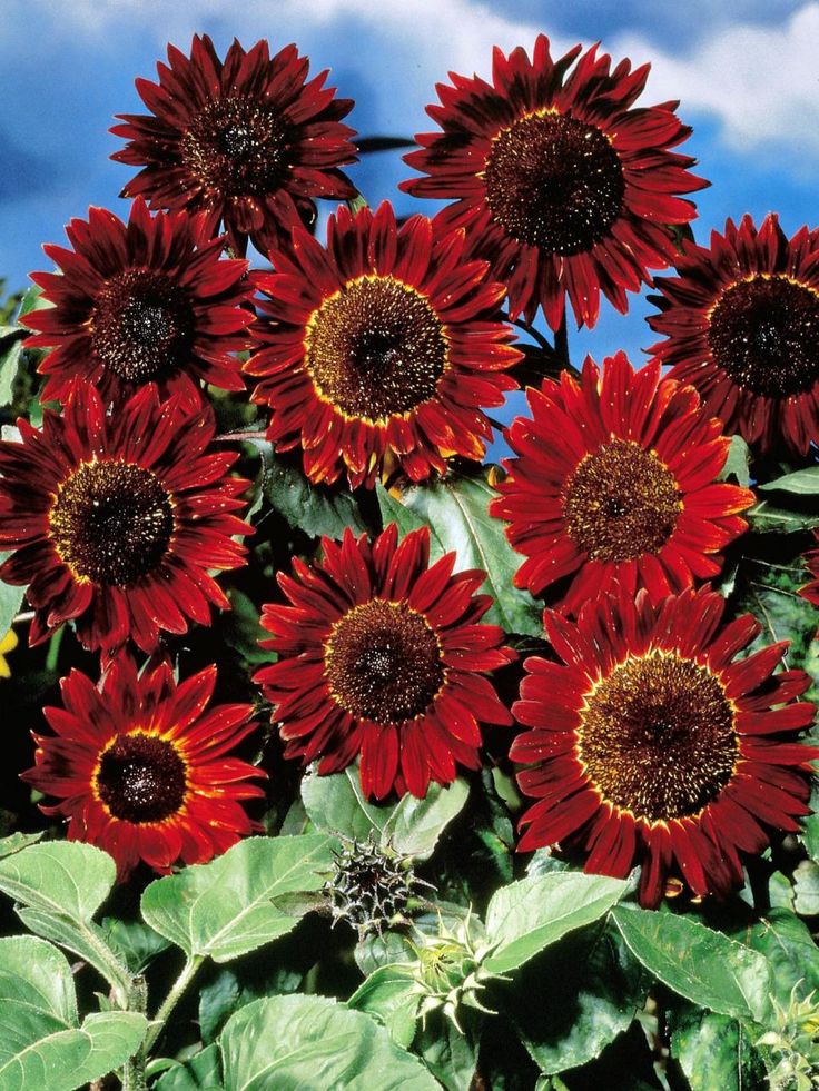 Maroon sunflowers used as cut flowers