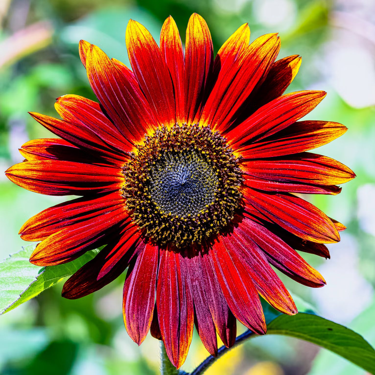 High germination maroon sunflower seeds